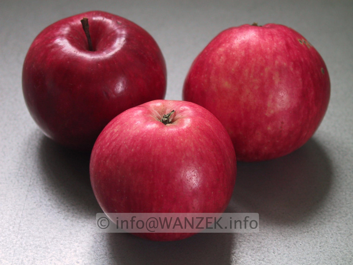 Apfel Jamba 69-2.JPG